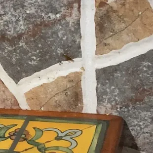 a picture of a bird on a table