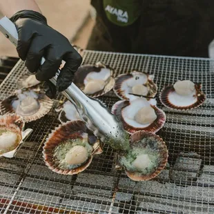Scallop station