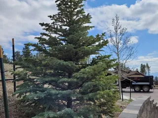 Heidrich's Colorado Tree Farm Nursery