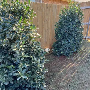 Privacy screen trees