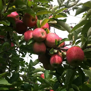 Red delicious ready to be picked!