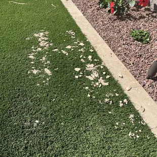 Dirt/debris left on our turf in back yard.