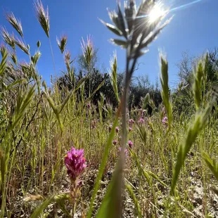 a wildflower in a field