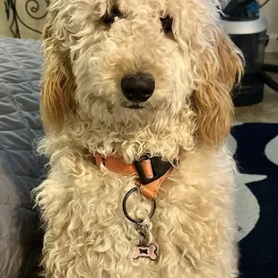 Milly. She Is such a Good exercising buddy.  And she doesn't take no not today neither.