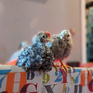 Serama Roo &amp; Pullet