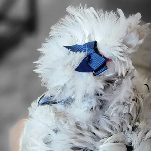 My pet chicken frizzle satin silkie