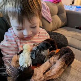 Polish, Ayam Cemani, Serama