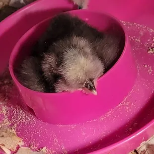 Fluffy butts sleeping in their food dish! Love baby silkie chicks