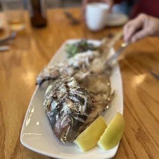 New Zealand Tai Snapper