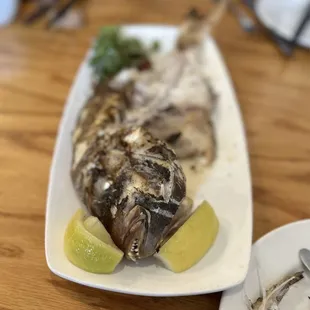 New Zealand Tai Snapper