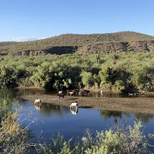 Wild horses in Salt River