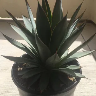 Getting ready to plant this beautiful bad boy!