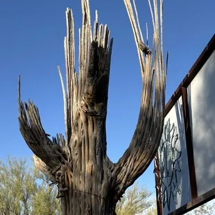 Saguaro skeleton