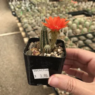 So cute!
