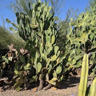 One enormous prickly pear about 15&apos; tall. Just really cool!