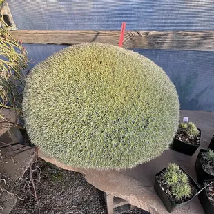 Succulent