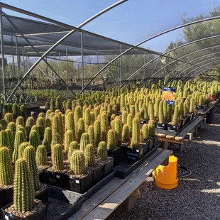 A few hundred cactus