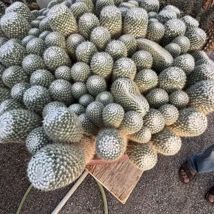 Cactus specimen