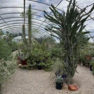 B &amp; B cactus  farm