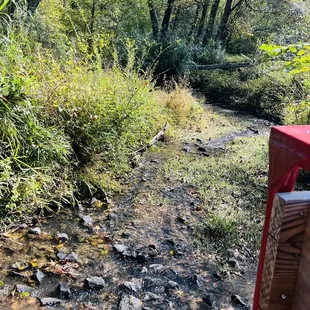 a stream running through a wooded area