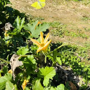a yellow flower in a garden