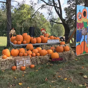 Pumpkins, and Pumpkins and more Pumpkins