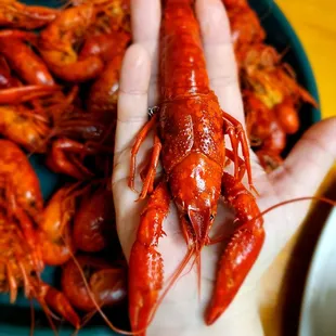 Large crawfish! So good