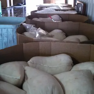 Fresh sea scallops just unloaded.