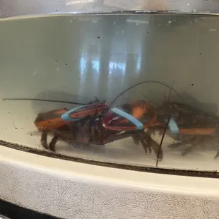 Live lobster