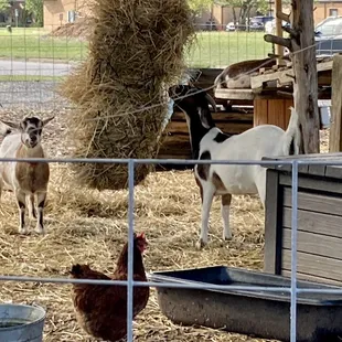 More of their farm animals