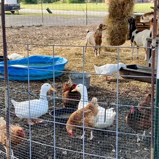 Farm animals (fun for the kids to take a peak at)