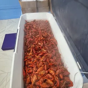 a tub full of craws