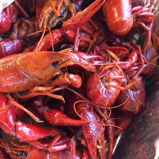 Look at how big they are!