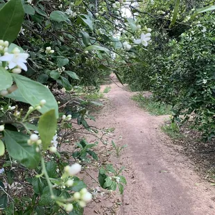 Buy oranges local :-)