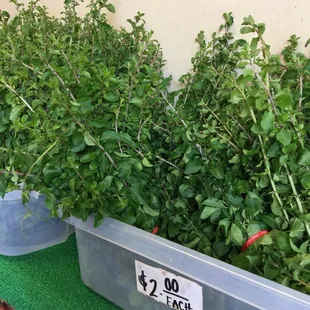 B.I. Farms