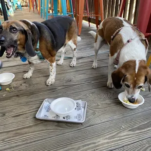 Rewarding our "well behaved dogs."