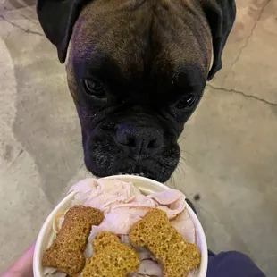 Pup-Cuterie! Proceeds are donated to the local human society