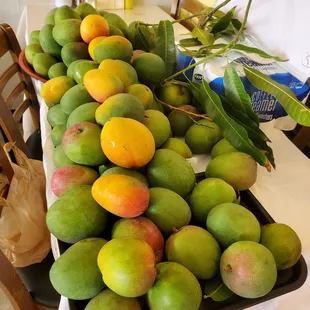 a table full of mangoes