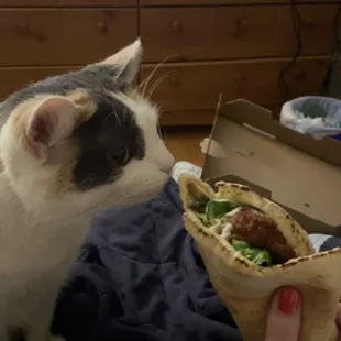 Oops. Only pic I have of my falafel wrap, but it was so good!