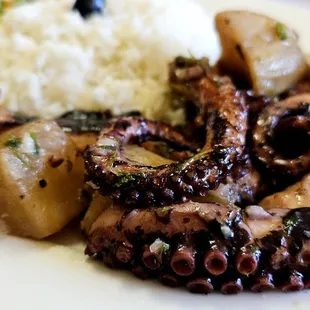 Pulpo Octopus