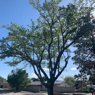 Fruitless Mulberry trimmed by Baca's Trees.