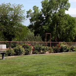 Baca's Trees has helped us save there trees&amp; keep them strong.