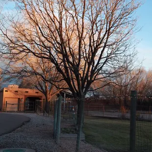 Winter - getting ready to be pruned!