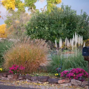 Our front yard with Granny Smith Apple behind the flower bed.