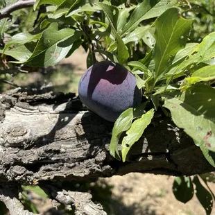 Plum tree.