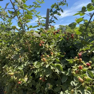 raspberries growing in a field