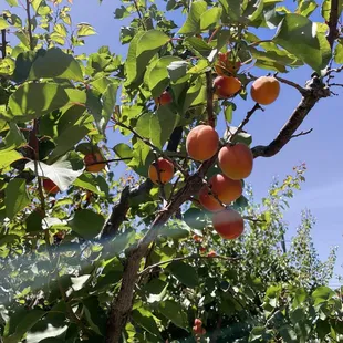 Apricot tree.
