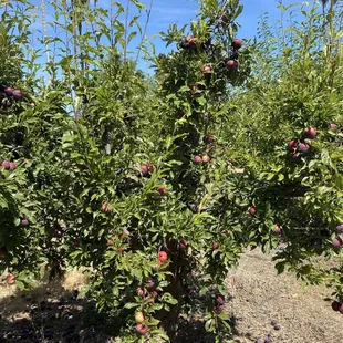 Pluot Trees