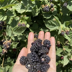 Blackberry