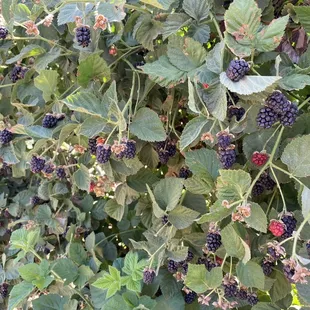 Blackberry